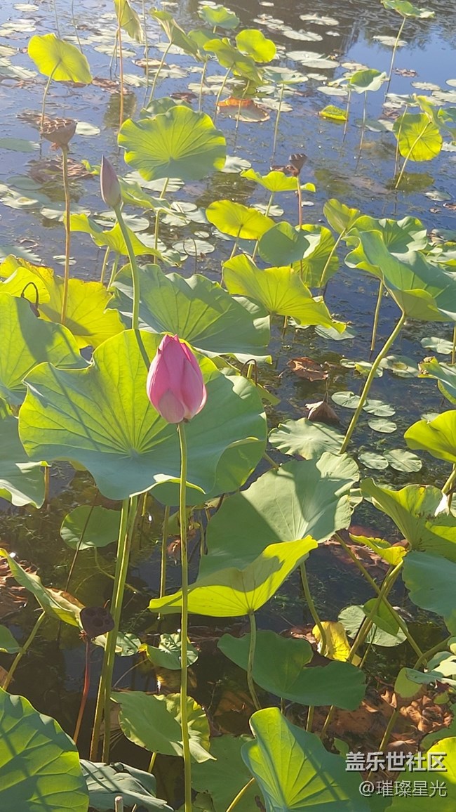 【寻秋】秋天的池塘