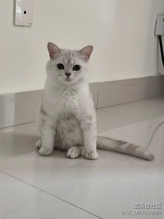 【夏日限定】让撸的猫猫