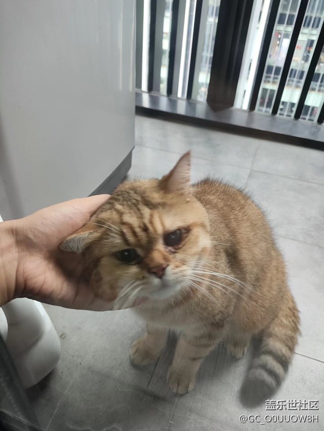 【夏日限定】让撸的猫猫