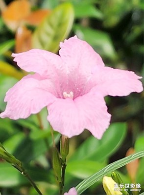 蓝花草