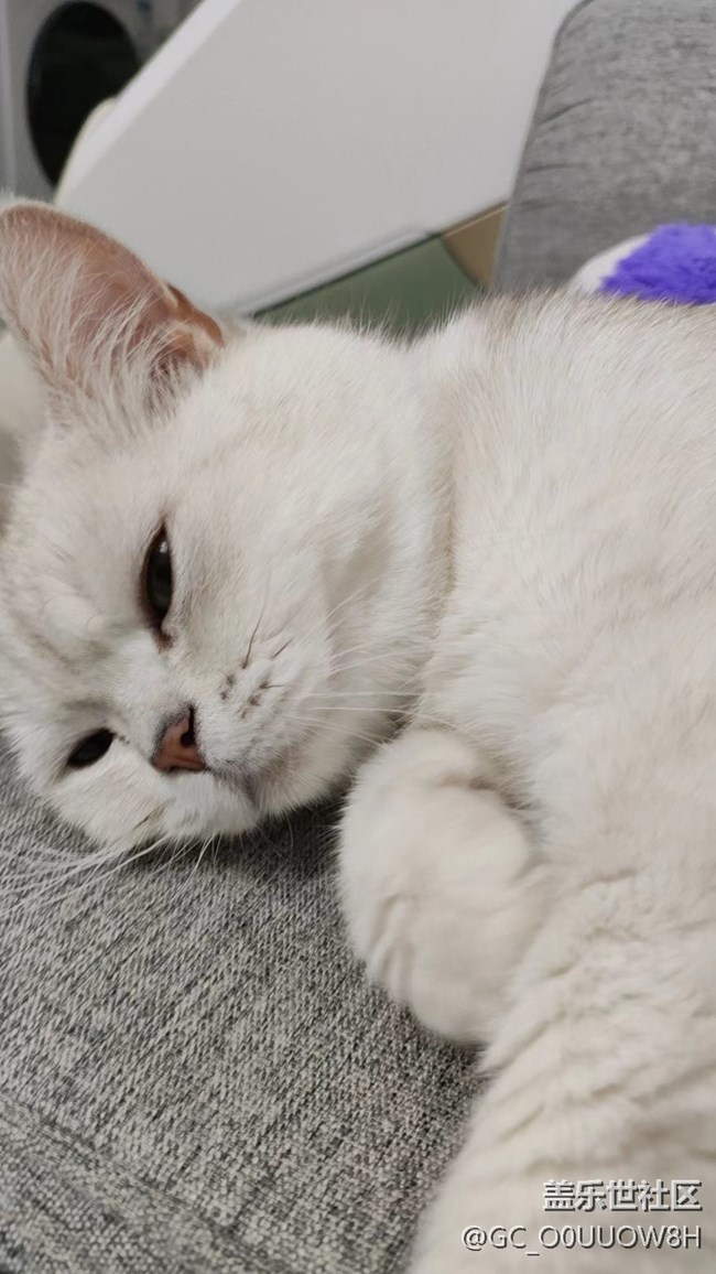 【夏日限定】让撸的猫猫