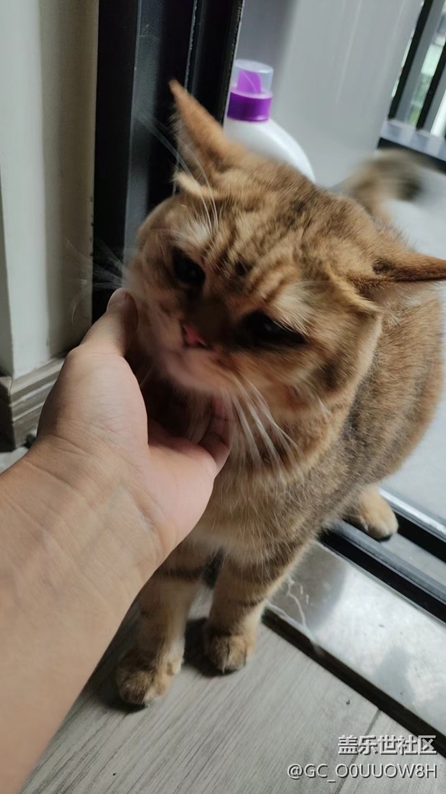 【夏日限定】让撸的猫猫