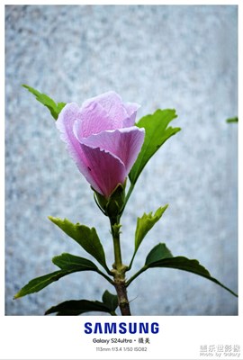 木槿花开