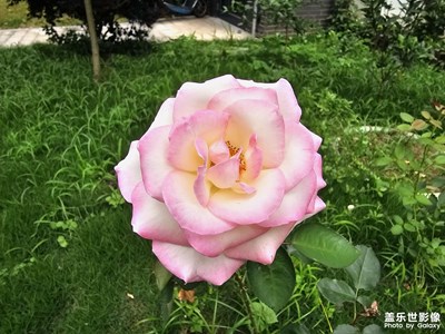 随手拍