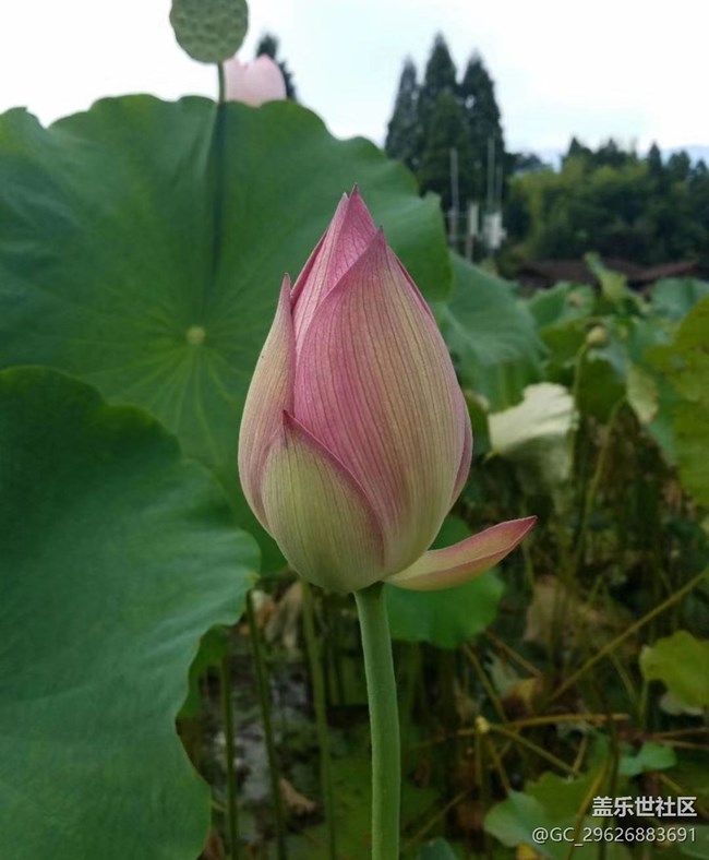 【夏日限定】葫芦与荷花