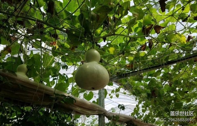 【夏日限定】葫芦与荷花