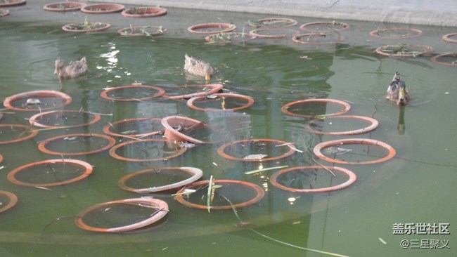 【寻秋】秋天去湖边看荷花野鸭