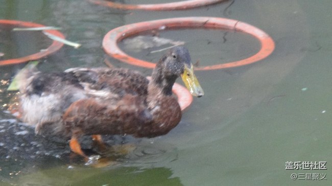 【寻秋】秋天去湖边看荷花野鸭