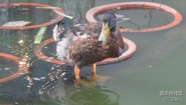 【寻秋】秋天去湖边看荷花野鸭