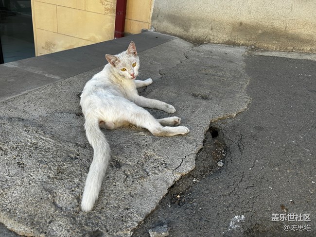 【寻秋】秋天的猫猫狗狗