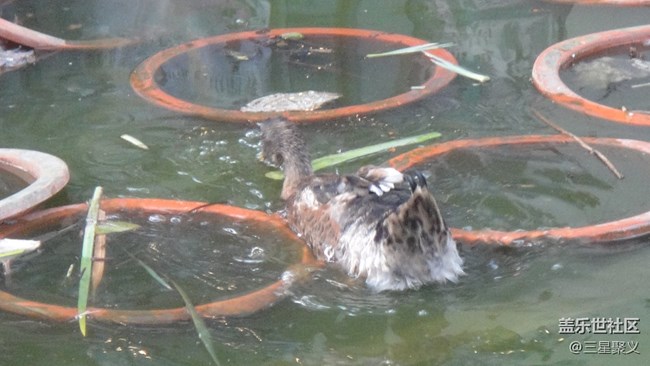 【寻秋】秋天去湖边看荷花野鸭