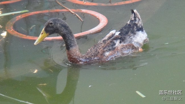 【寻秋】秋天去湖边看荷花野鸭