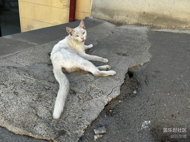 【寻秋】秋天的猫猫狗狗