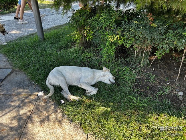 【寻秋】秋天的猫猫狗狗