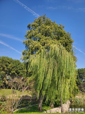 风景