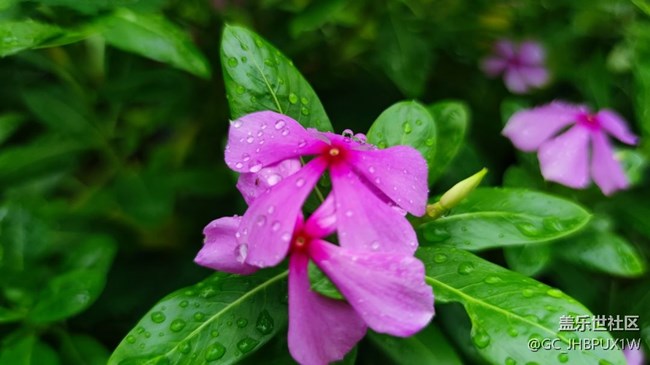【时间影像】雨后