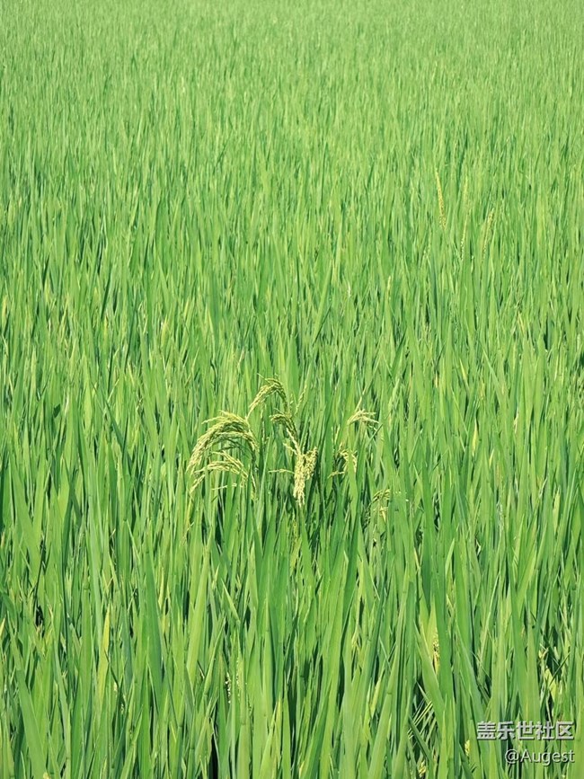 【夏日清凉·星享汇】湖北乡下