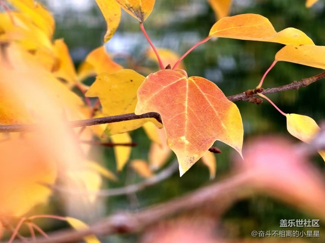 汉中星部落第七期【金色秋天】线上摄影活动