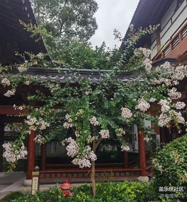 【金色秋天】雨后