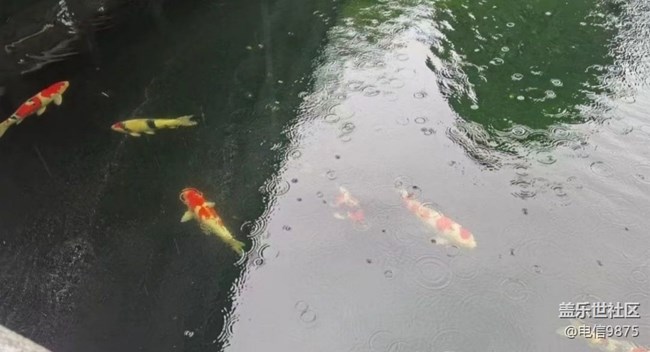 【金色秋天】雨后