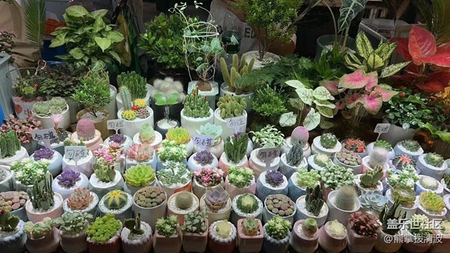 【金色秋天】逛夜市