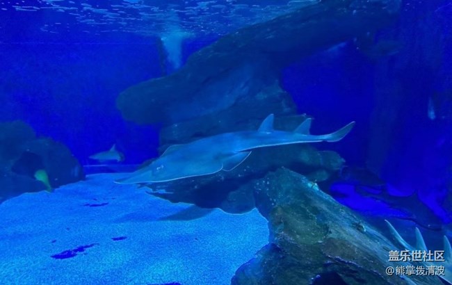 【中秋限定】海洋馆