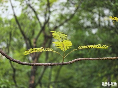绿城秋花