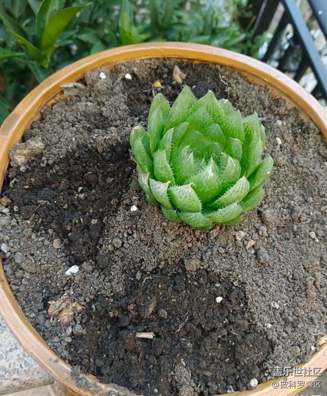 【金色秋天】秋季盆栽