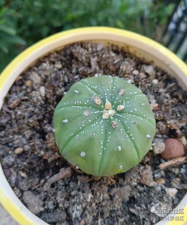 【金色秋天】秋季盆栽