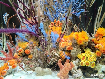 【生活的色调】+水中小景