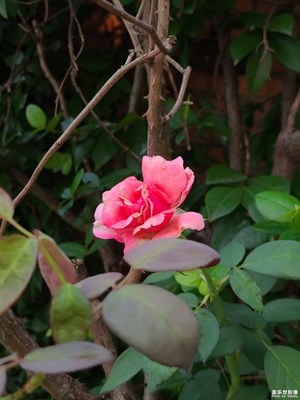【生活的色调】+花开枝头