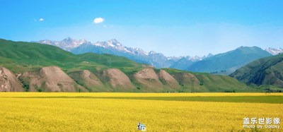 行行摄摄·伊犁油菜花海翻金浪