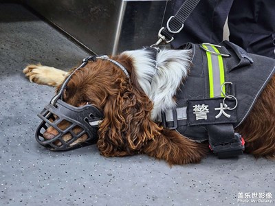 【中秋故事】地铁里遇到的小可爱
