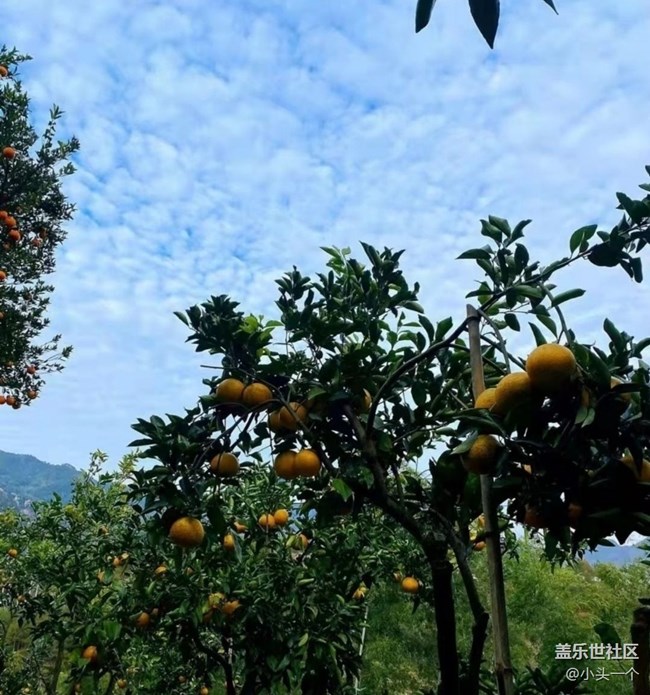 【金色秋天】柑橘