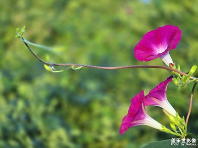 【美好遇见】红色牵牛花