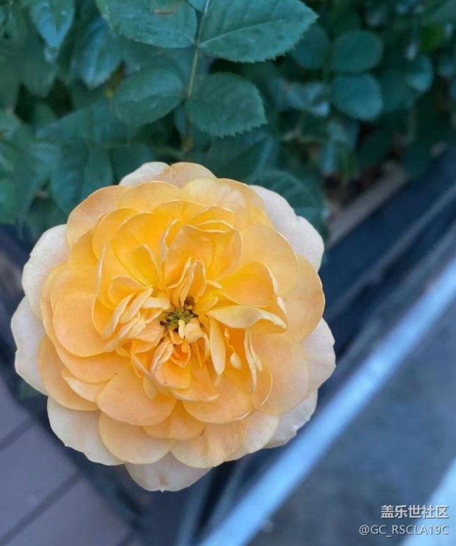 【金色秋天】月季花开