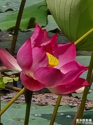 【金九银十迎双节】+ 荷花
