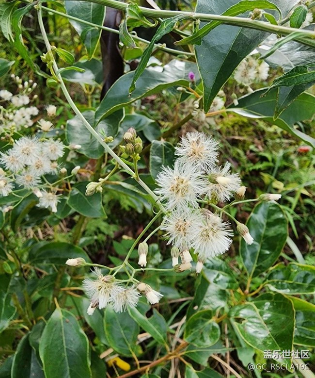 【中秋限定】野花