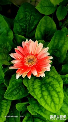 花好愿圆