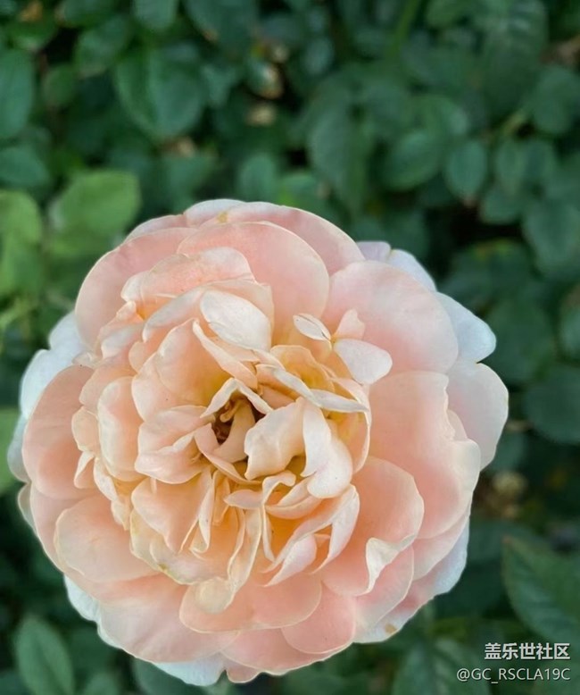 【金色秋天】月季花开