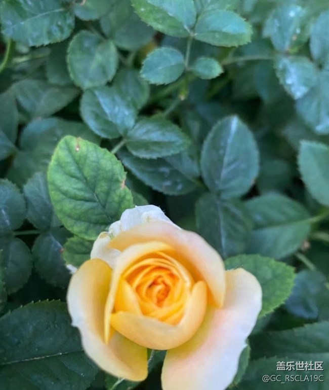 【金色秋天】月季花开