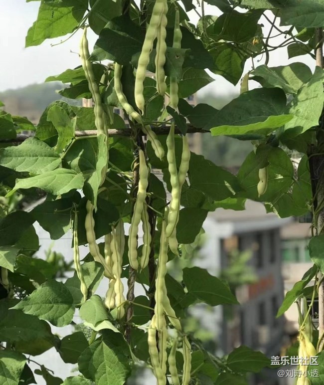 【中秋限定】丰收小菜园