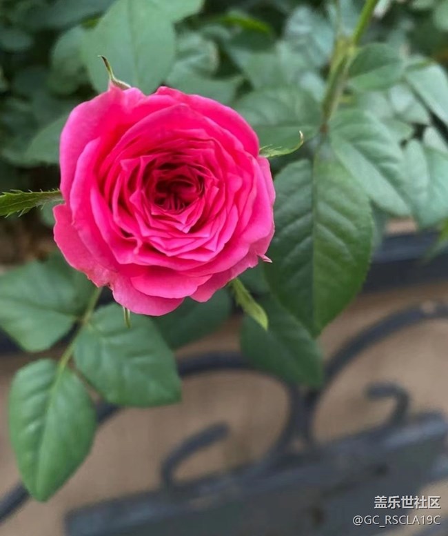 【金色秋天】月季花开