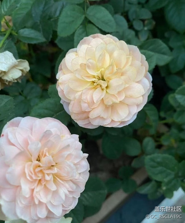 【金色秋天】月季花开