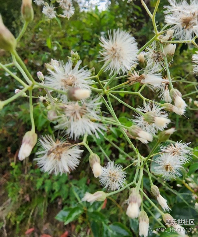 【中秋限定】野花