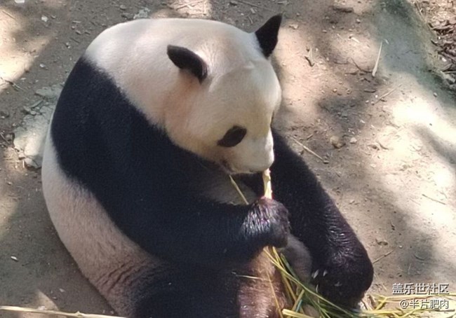 【Galaxy影像】第一期+熊猫谷