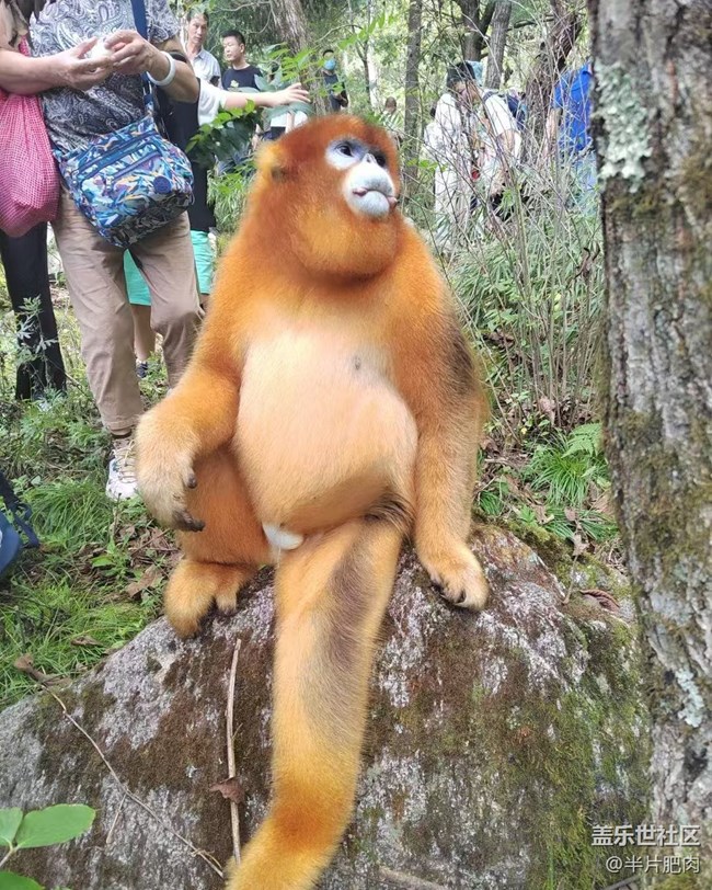 【Galaxy影像】第一期+熊猫谷