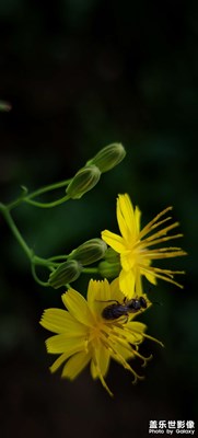 【金九银十迎双节】+微距摄影