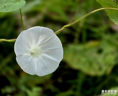 【美好遇见】白色牵牛花