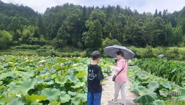 【金色秋天】采莲